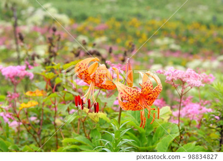 Lily flower blooming in the flower garden of Mt. Ibuki Lily flower blooming in the flower garden of Mt. Ibuki 98834827