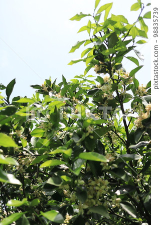 blooming tangerine flower blooming tangerine flower 98835739