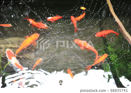 金魚池中的蜘蛛絲 金魚池中的蜘蛛絲 98835741