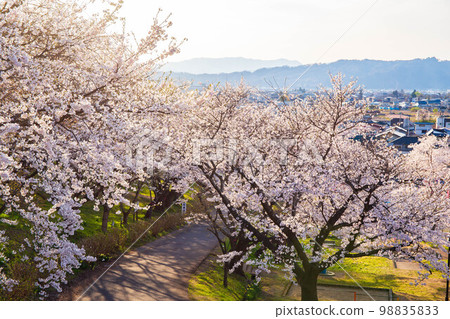 日本賞櫻名所百選 山形蝦夷山公園 日本賞櫻名所百選 山形蝦夷山公園 98835833