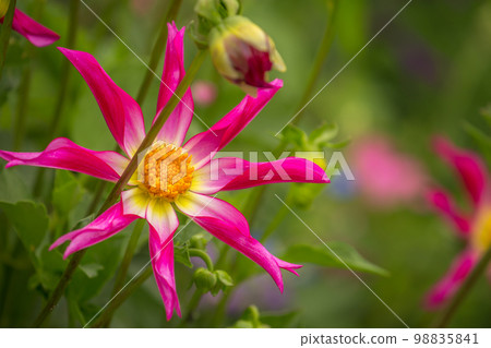 Single flower in a bloom, Giverny gardens at springtime, France 98835841