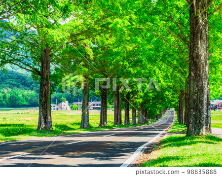 Spring, fresh green, green tree-lined image Makino Kogen 98835888