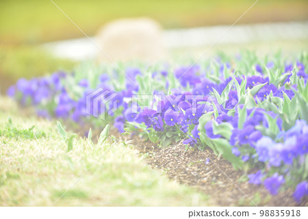 Pansy Flower Garden Old Lens Pansy Flower Garden Old Lens 98835918