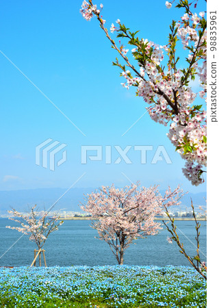Maishima nemophila and cherry blossoms in Osaka Bay Maishima nemophila and cherry blossoms in Osaka Bay 98835961