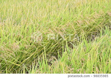 Autumn harvest rice rice 98835985