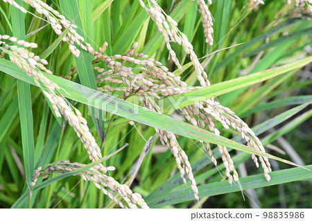 Autumn harvest rice rice Autumn harvest rice rice 98835986