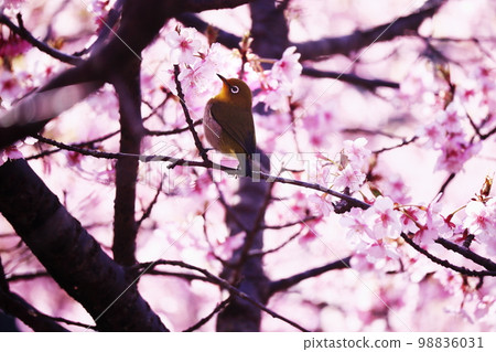 Beautiful cherry blossoms in full bloom and cute white-eye Beautiful cherry blossoms in full bloom and cute white-eye 98836031