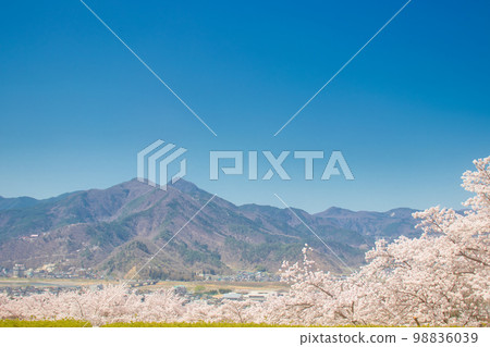 Cherry blossoms and mountain ranges 98836039
