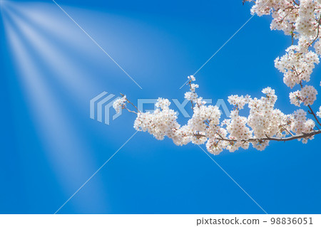 Cherry blossoms and sunlight 98836051
