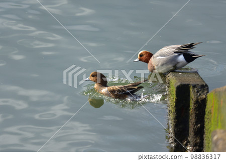 Wigeon 試圖逃入水中 Wigeon 試圖逃入水中 98836317