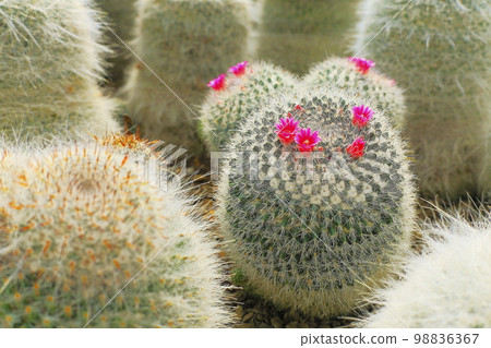Cactus with small flowers in Bloom, garden at desert landscape 98836367