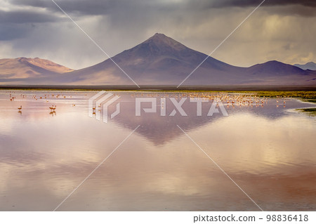 Laguna colorada, Red lake, with Flamingos and Volcanic landscape, Andes, Bolivia Laguna colorada, Red lake, with Flamingos and Volcanic landscape, Andes, Bolivia 98836418