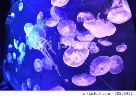 月形水母在水族箱中悠閒地游動 98836491