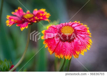 Single flower with drops of water, Giverny gardens at springtime, France 98836703