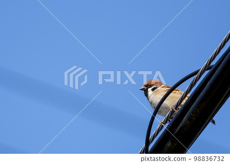 sparrow and electric wire 98836732