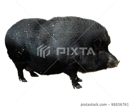 Pig eating food in barn Pig eating food in barn 98836761