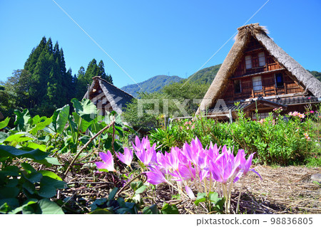 Crocus blooming Gokayama gassho-zukuri house 98836805