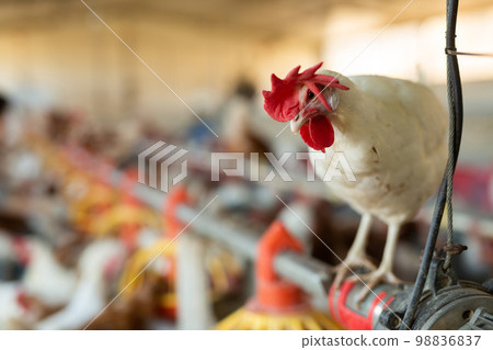 Curious white hen sitting on pipe of feeding line in henhouse Curious white hen sitting on pipe of feeding line in henhouse 98836837