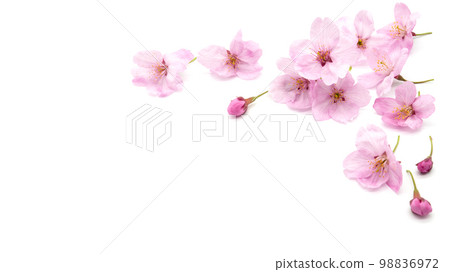 Cherry blossom isolated on white background. sign of spring. copy space. 98836972