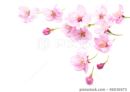 Cherry blossom isolated on white background. sign of spring. copy space. 98836973