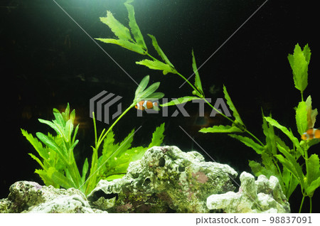 Japan, aquariums, shrines, temples, temples, tourism 98837091