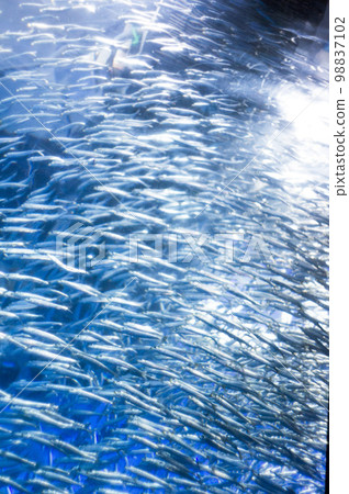 Japan, aquariums, shrines, temples, temples, tourism 98837102