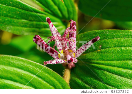 Exotic-looking Taiwanese Hototogisu Exotic-looking Taiwanese Hototogisu 98837252