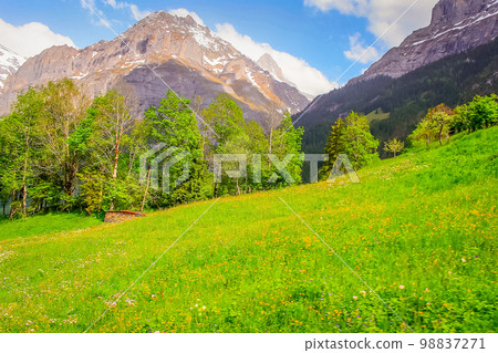 Grindelwald alpine village near Interlaken in the canton of Bern, Swiss alps 98837271