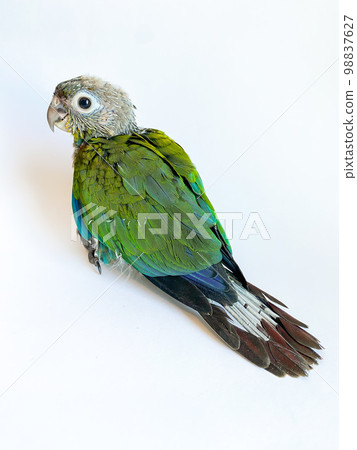Baby bird of Crimson bellied conure parrot on the white background Baby bird of Crimson bellied conure parrot on the white background 98837627