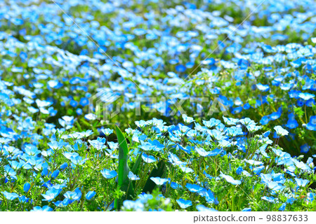 Maishima nemophila floating in Osaka Bay Maishima nemophila floating in Osaka Bay 98837633