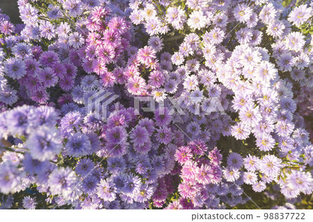 The purple purple and white flower blooming in garden, margaret flowers in farm 98837722