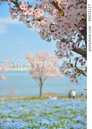 Maishima nemophila and cherry blossoms in Osaka Bay 98838117