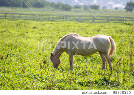 Horse portrait shooting at the ranch 98838530