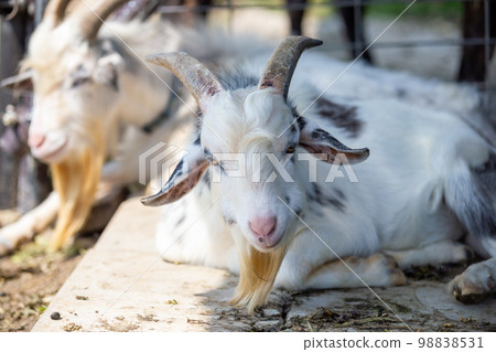 Goat's portrait 98838531