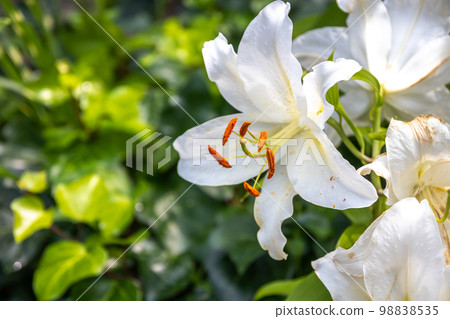 Lily flower macro image Lily flower macro image 98838535