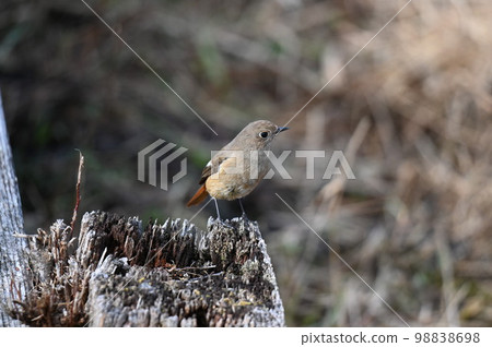 wild bird with cute eyes 98838698