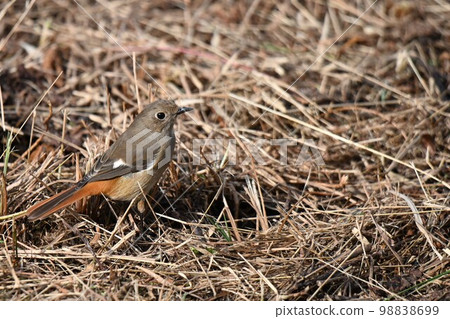 Daurian redstart perched on dry grass 98838699