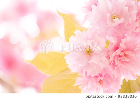 柔和的重瓣櫻花背景素材 98838830