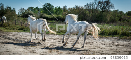 Horses in Camargue Horses in Camargue 98839013