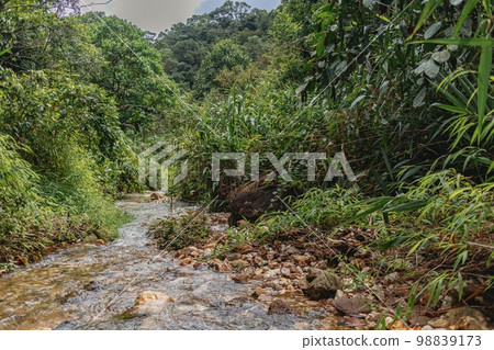 Nature river stream of tropical forrest Nature river stream of tropical forrest 98839173