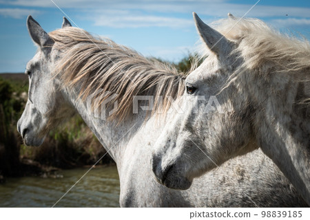 White horses in Camargue White horses in Camargue 98839185