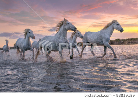 White horses in Camargue, France. 98839189