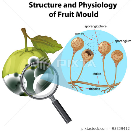 Structure and Physiology of fruit mold Structure and Physiology of fruit mold 98839412
