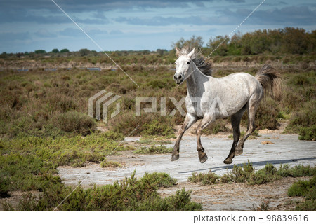 Horses in Camargue Horses in Camargue 98839616
