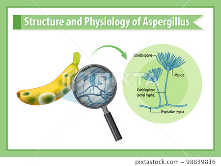 Structure and Physiology of banana Aspergillus 98839816