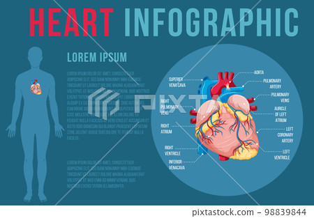 Human internal organ with heart 98839844