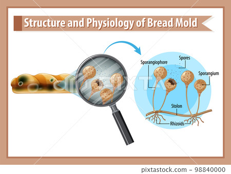 Structure and Physiology of Bread Mold 98840000