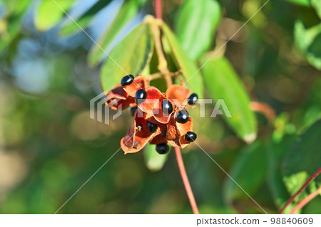 黑花生漿果（冬季，十二月） 98840609