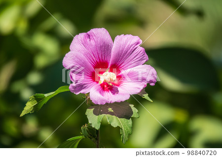 Pink flowers of Hibiscus moscheutos plant close-up. Hibiscus moscheutos, swamp hibiscus, 98840720