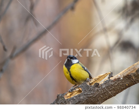 Cute bird Great tit, songbird sitting on the branch with blured background Cute bird Great tit, songbird sitting on the branch with blured background 98840734